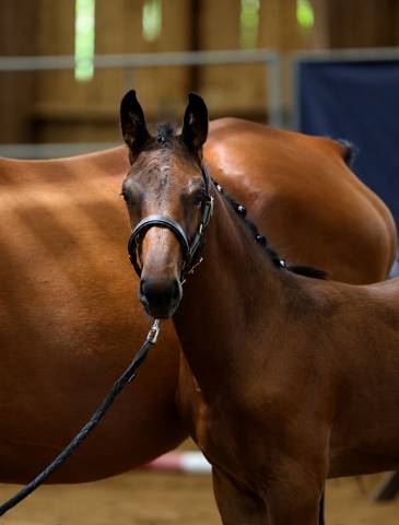 Magnifique foal ' famille de performer cso