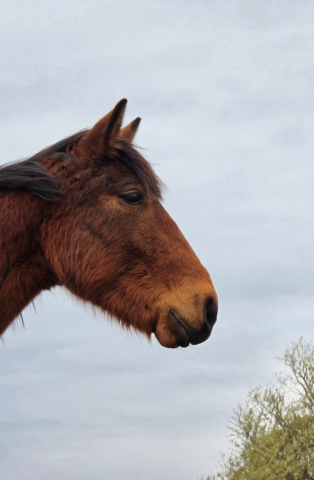 Cheval