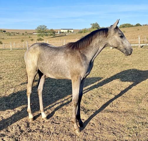 Foal cso ( par rahotep de toscane ) 