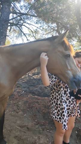 Chevaux en pré retraite