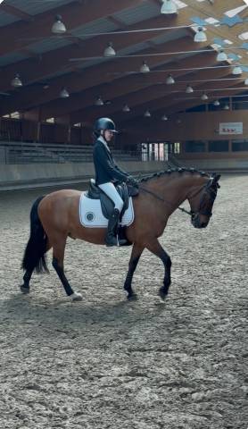 Selle dressage Forestier Aachen 2 - 16 pouces
