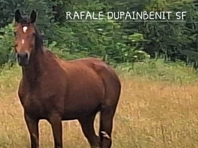 Rafale du painbenit