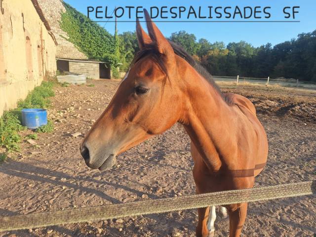 Pelote despalissades 