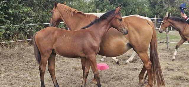 Superbe poulain sf