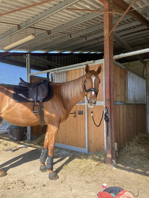 Cheval a vendre