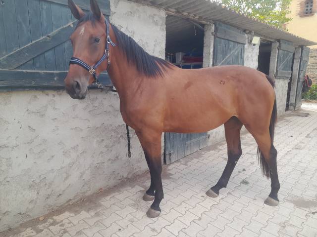 Jument3 ans selle francais 1.68m par ulhan du temple