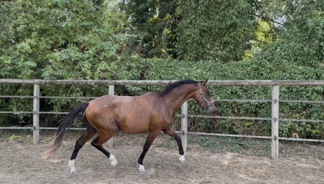 Male 2 ans 
