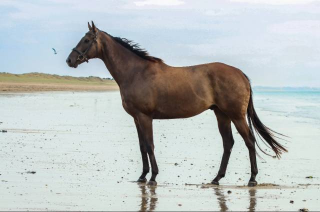 Top cheval pour sport 