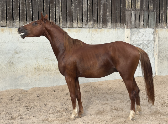 Jeune cheval 3 ans cso (entier)