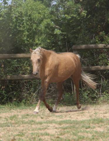 Poulinière pleine welsh b palomino 126,5 cm