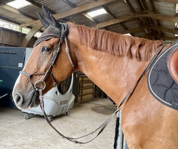Top cheval 8ans diamant  1,74m