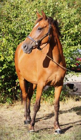 Ponette d