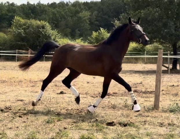 Hongre 3ans dressage