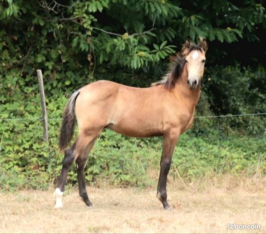 Cheval pure race espagnole
