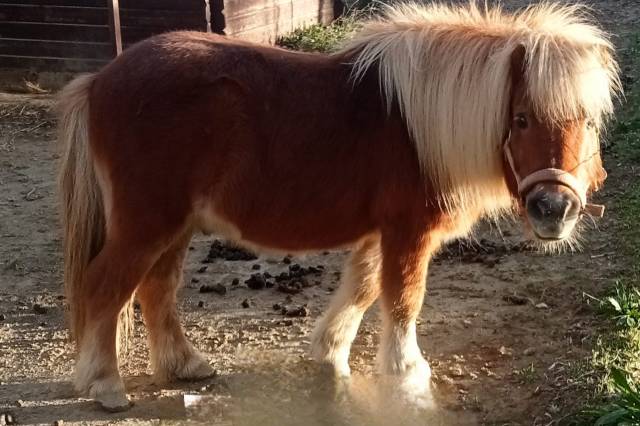 Joli poney de 16 ans