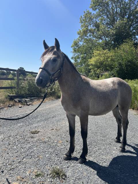 Parker du rouvre - poney à vendre 