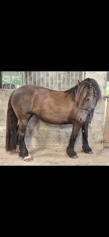 Jument irish cob plein papier