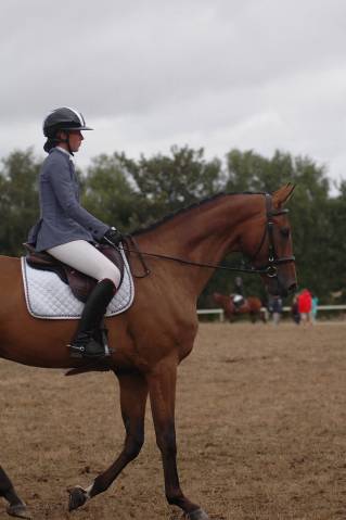 Lord du payrol – hongre 5 ans – cce / dressage
