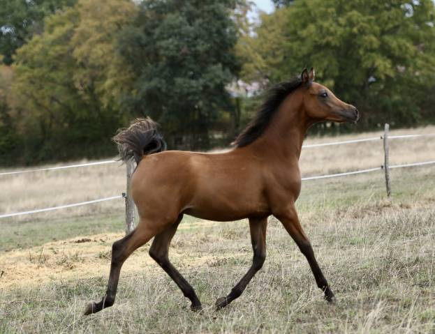 Poulain arabe grande taille