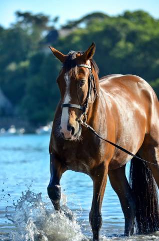 Trotteuse 4 ans pour loisir