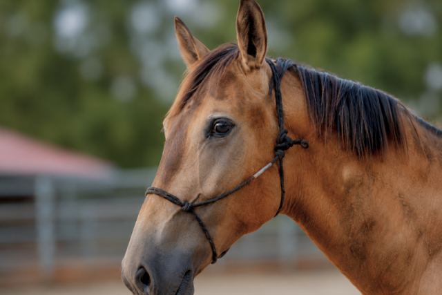 Ezor, un jeune cheval confiant, proche de l’humain