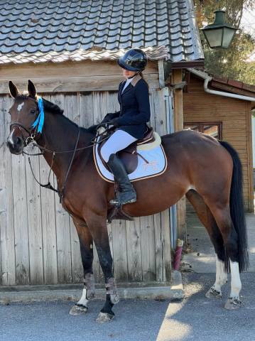 Vente jument baie de 10 ans, belgian warmblood