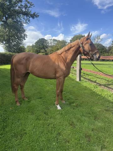 Jument cso hunter 5 ans 1m70