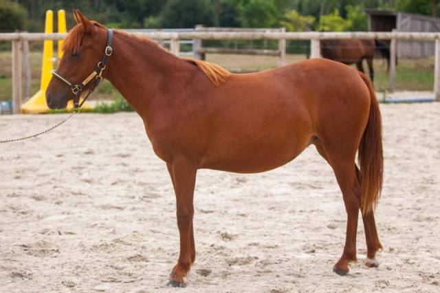 Ponette new forest taille d