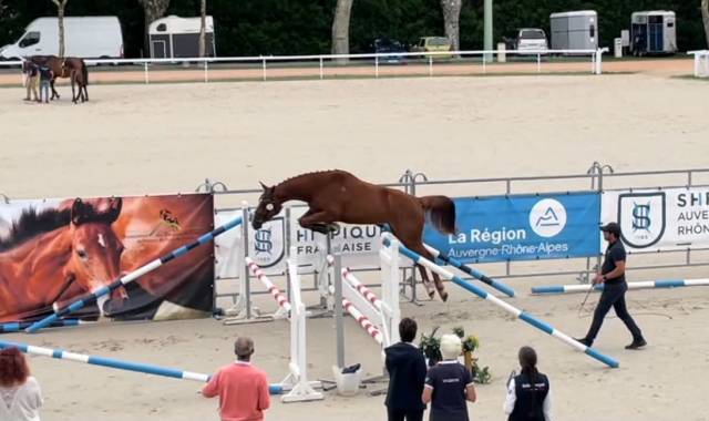 Belle poulinière sf confirmée