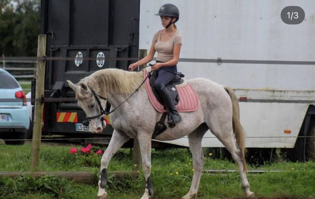 Poney de sport Ă vendre