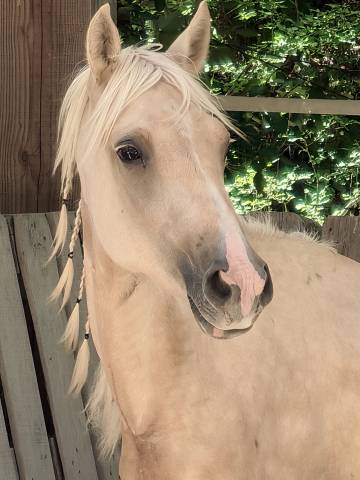 Poney sport ou élevage palomino