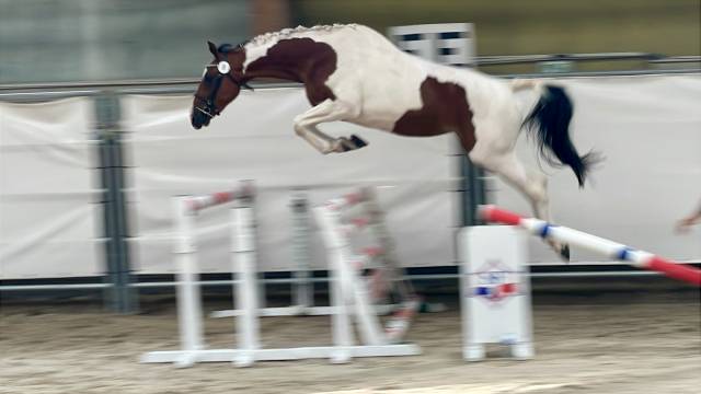 Belle jument  3 ans sf