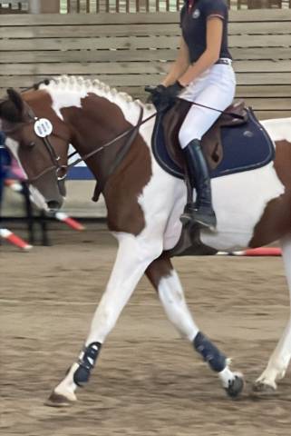 Belle jument 3 ans sf