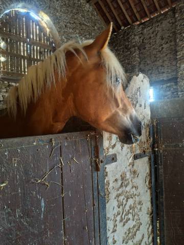 Jument haflinger - 4 ans loisir 