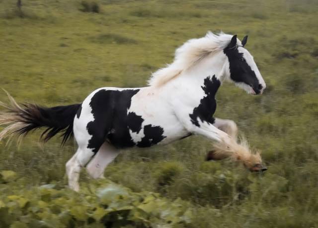 Poulain irish cob