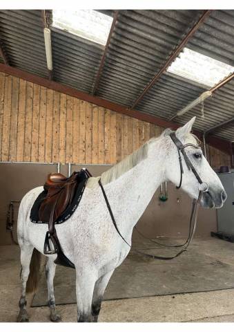 Demi-pension – ponette 1.49