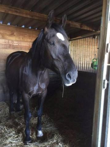 Super cheval à vendre