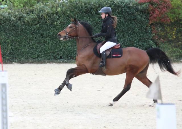 Petit cheval de 7 ans
