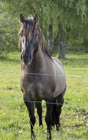 Quarter horse 4 ans couleur grullo