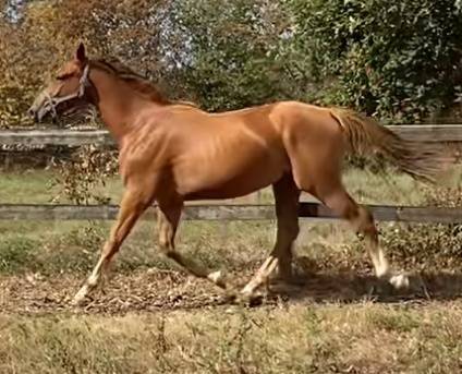 Poulain/foal 1 an selle français 