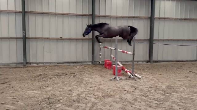 Jument de sport/loisirs 