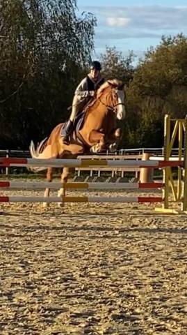 Poney d polyvalent 9ans