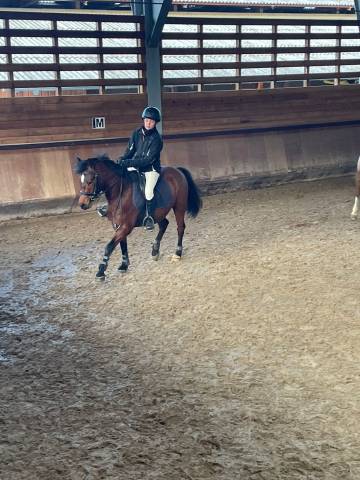 Poney français de selle  - 5 ans