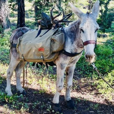 Chausson LEB pour Anes - Cavallo - Protection optimale