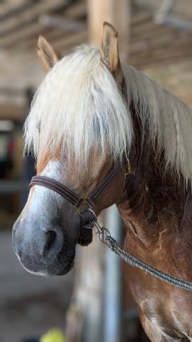 Poney haflinger pp 7 ans