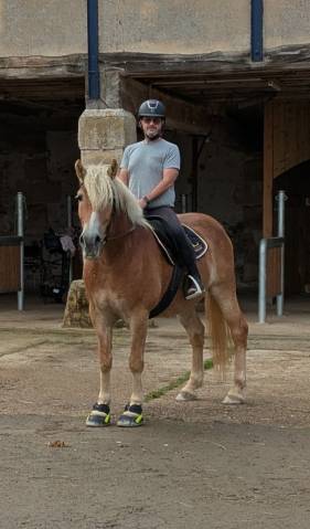 Poney haflinger pp 7 ans 