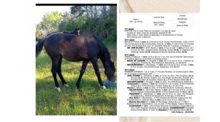 Pouliche yearling ps pour courses