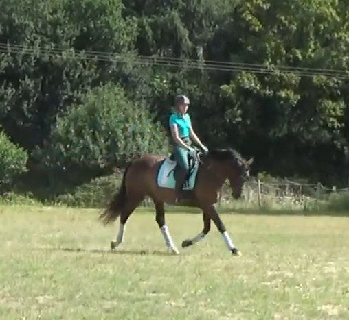 Adorable petite jument de dressage