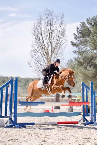 Ponette d welsh part bred 5 ans