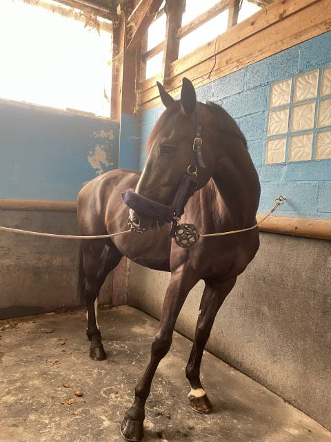 Cheval sf 